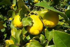 Citrus limon 'Lisbonne'