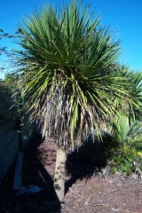 Cordyline, Dracaena