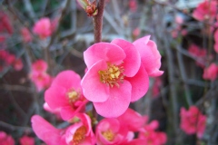 Chaenomeles speciosa 'Rosea Plena'