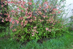 Chaenomeles speciosa 'Madame Butterfly'