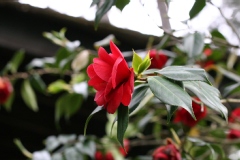 Camelia, Camelia 'saint philibert'