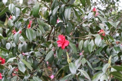 Camelia, Camelia 'général leclerc'