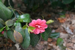 Camellia japonica 'Guichard Surs'