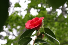 Camellia japonica 'Adolphe Audusson'