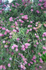 Goupillon, Rince bouteille, Callistème, Callistemon