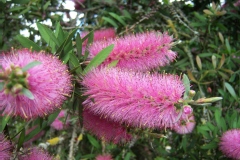 Goupillon, Rince bouteille, Callistème, Callistemon