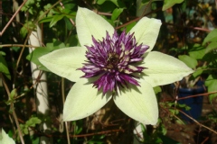 Clematis florida