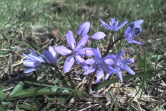 Camassia quamash