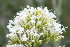 Valériane des jardins, Herbe de jupiter, Valériane rouge, Lilas d'espagne