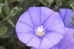 Liseron bleu, Liseron de mauritanie