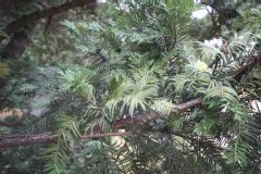 Cephalotaxus de fortune