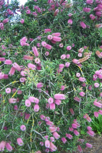 Jardin public de Bordeaux en mai