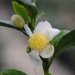 Camelia, Théier, Arbre à thé