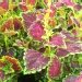 Coliole, Solenostemon, Coleus