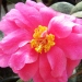 Camellia 'Illumination' ®