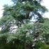 Cedrus atlantica 'Glauca'