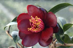 Camelia 'night rider', Camelia