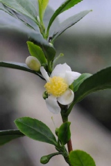 Camelia, Théier, Arbre à thé