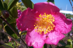 Camellia Sasanqua 'Vicomte de Noailles'