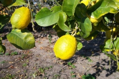Limonier, Citronnier