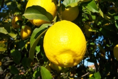 Citrus limon 'Lisbonne'