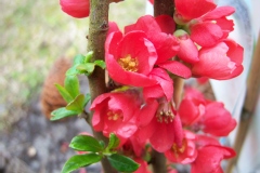 Photo de Chaenomeles speciosa 'Rubra'