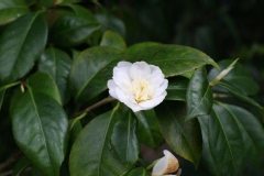 Camelia, Camelia 'mr paugam'