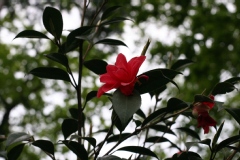 Camelia, Camelia 'freedom bells'