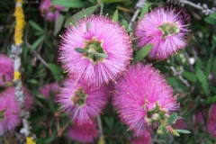 Goupillon, Rince bouteille, Callistème, Callistemon