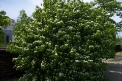 Cornus kousa