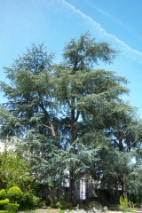 Cedrus atlantica 'Glauca'