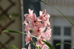 Cymbidium Pretty Pink