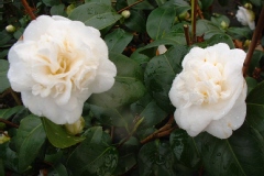 Camellia japonica 'Nobilissima'