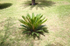 Cycas revoluta