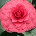 Camellia 'Black Lace'