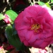 Camellia japonica 'Mathotiana Rubra'