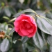 Camellia japonica 'Drama Girl'