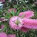 Callistemon 'Violaceus'