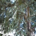 Cedrus atlantica 'Glauca'