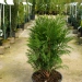 Chamaecyparis lawsoniana 'Pottenii'