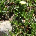 Carpobrotus edulis