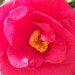 Camellia