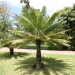 Palmier fougère, Sagou, Sagou de l'inde orientale, Cycas enroulé