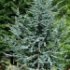 Cedrus atlantica 'Glauca'