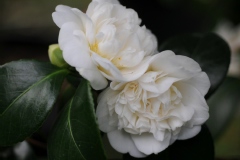 Camelia, Camelia 'nobilissima'