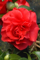 Camelia, Camelia 'tom knudsen'