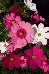 Cosmos 'sensation'