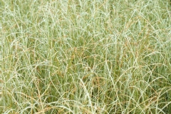 Carex de buchanan 'green twist'