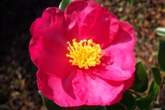 Camellia Sasanqua 'Crimson King'