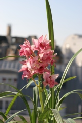 Cymbidium Pretty Pink